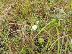 Image of Thunbergia neglecta Sond.