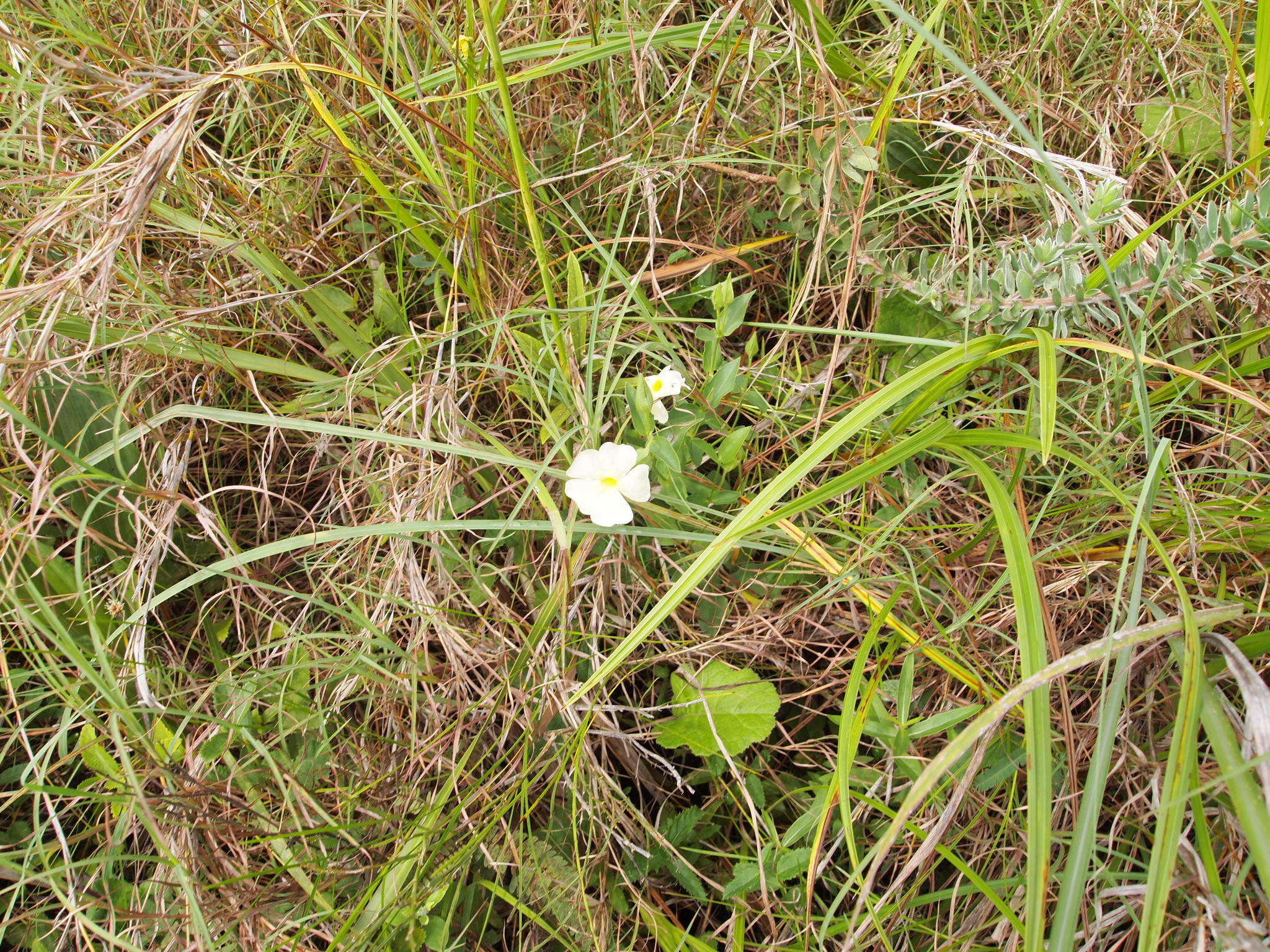 Image of Thunbergia neglecta Sond.