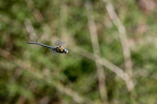 Image of Migrant Hawker