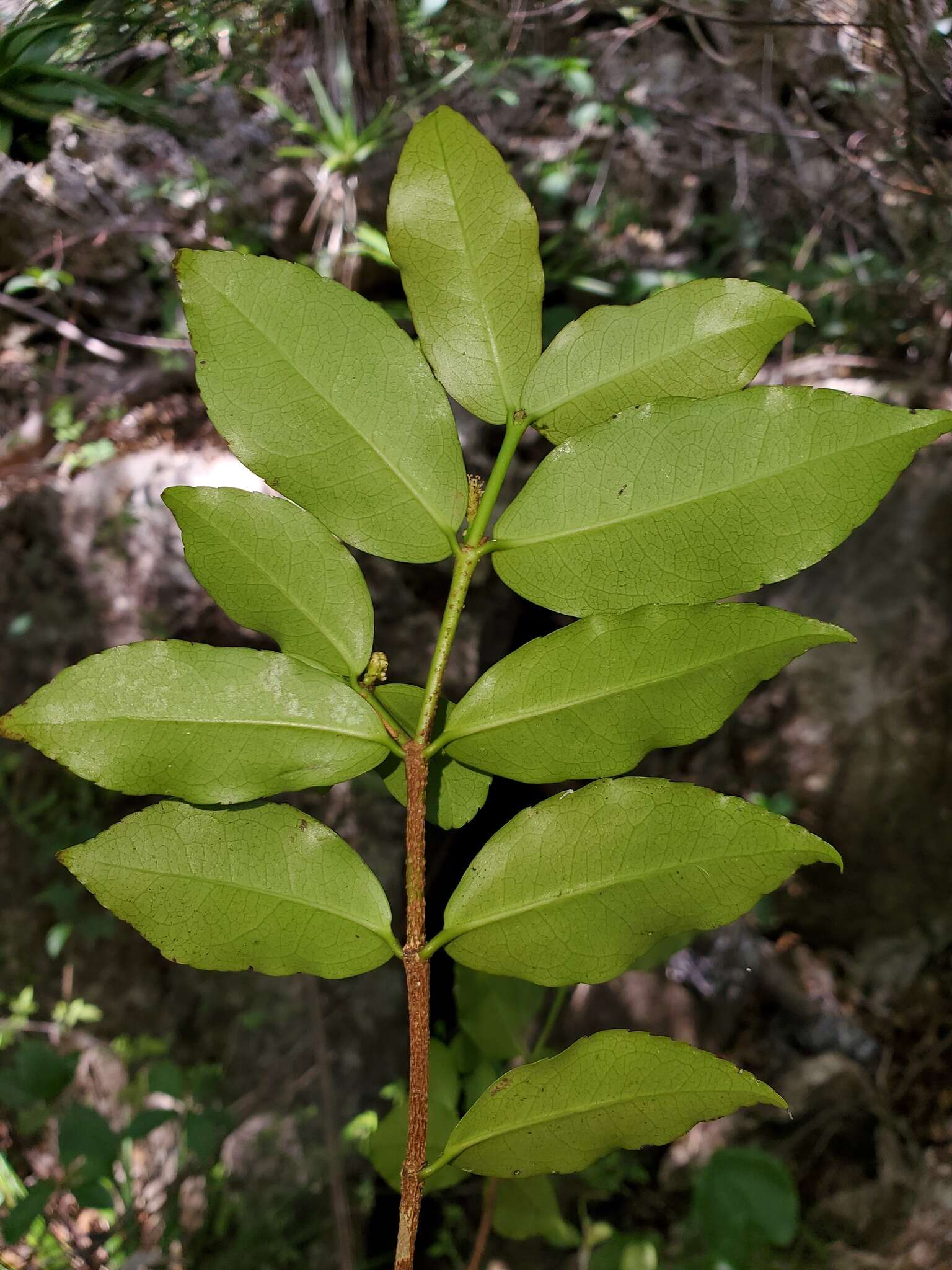 Sivun Excoecaria madagascariensis (Baill.) Müll. Arg. kuva