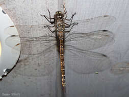 Image of Canada Darner