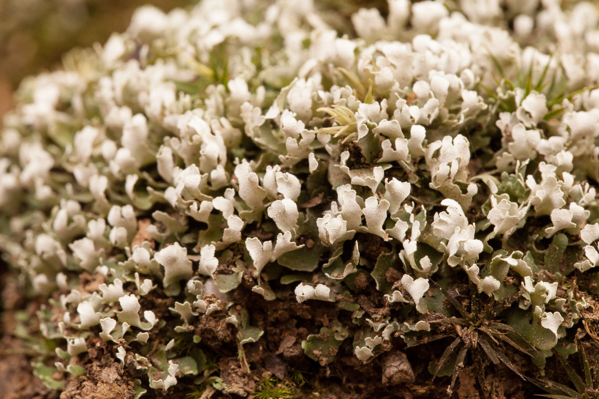 Image of cup lichen