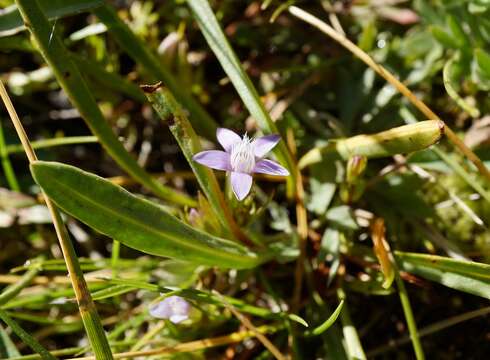 Image of autumn dwarf gentian