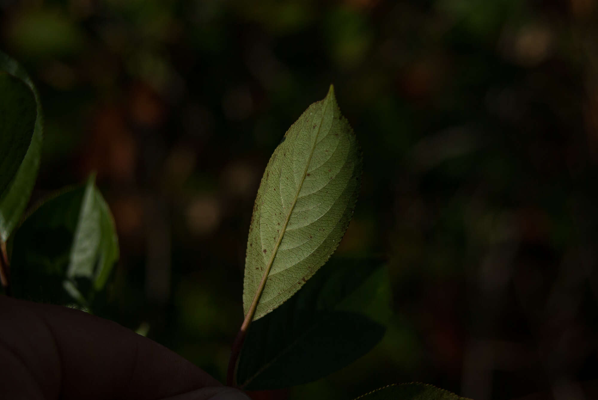 Photinia floribunda (Lindl.) K. R. Robertson & J. B. Phipps的圖片