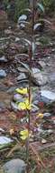 Image of longstem evening primrose