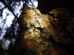 Image de Polypore corticole