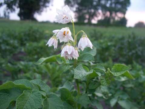 Plancia ëd Solanum tuberosum L.