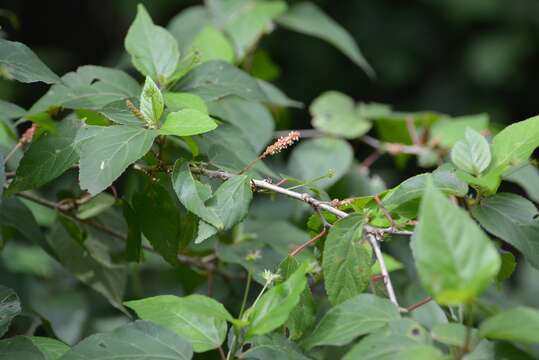 Imagem de Acalypha leptopoda Müll. Arg.