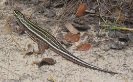 Zonosaurus quadrilineatus (Grandidier 1867)的圖片