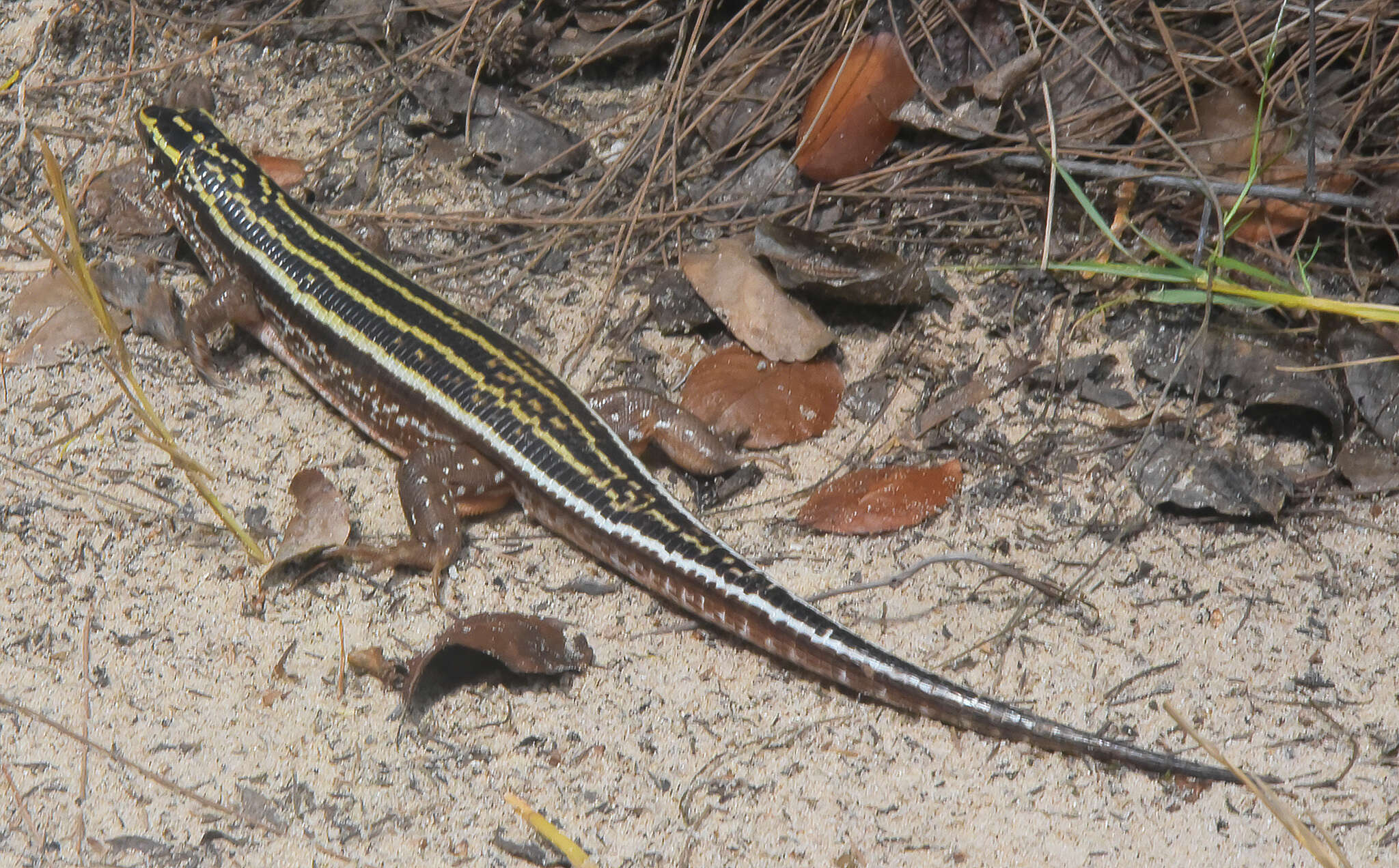 Zonosaurus quadrilineatus (Grandidier 1867)的圖片