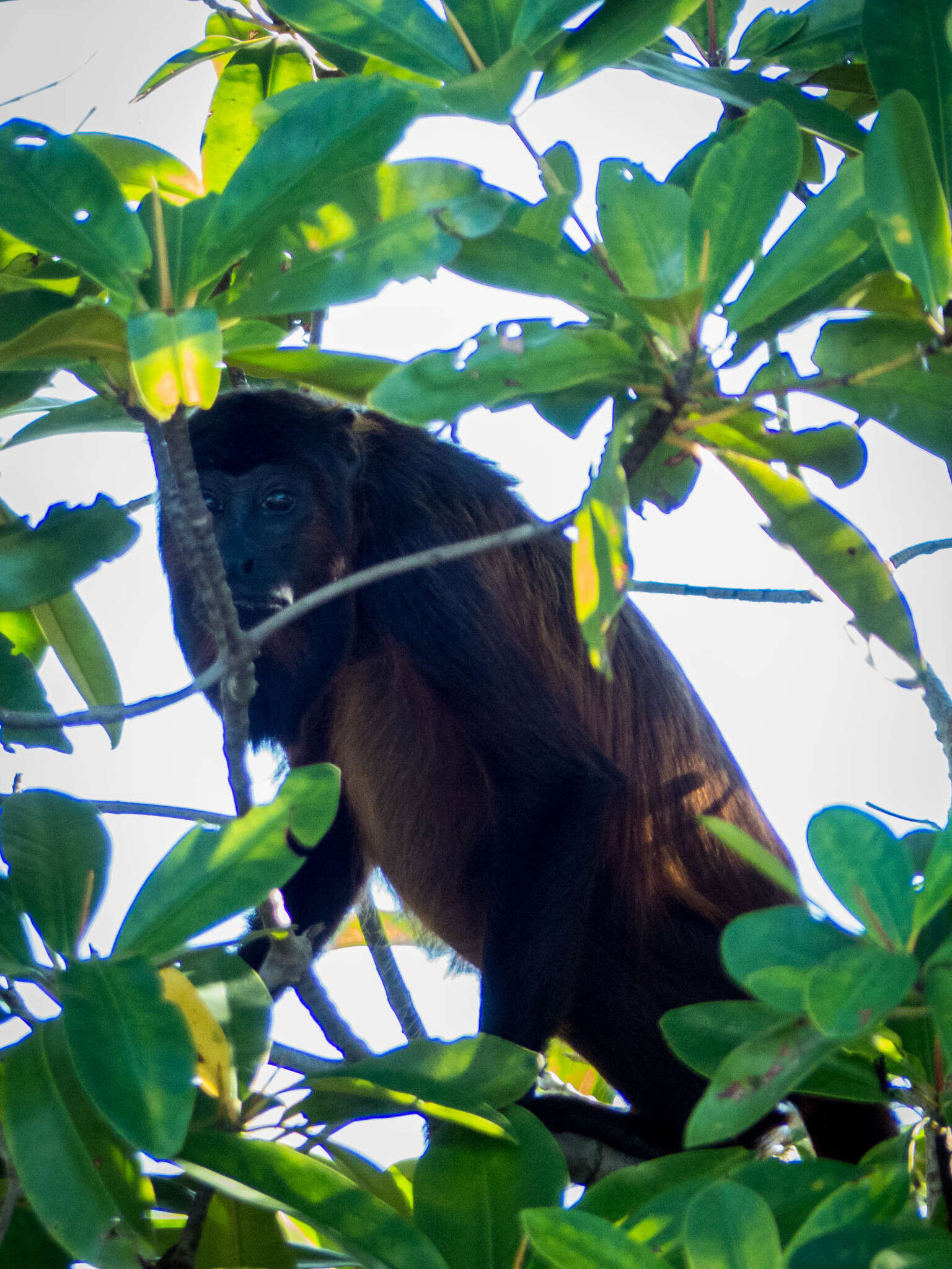 Image of Maranhão Red-handed Howler Monkey