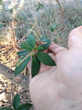 Image of Cortez's croton