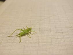 Image of Drumming Katydid