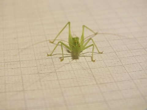 Image of Drumming Katydid