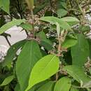 Image of Callicarpa macrophylla Vahl