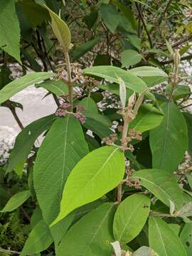 Image of Callicarpa macrophylla Vahl