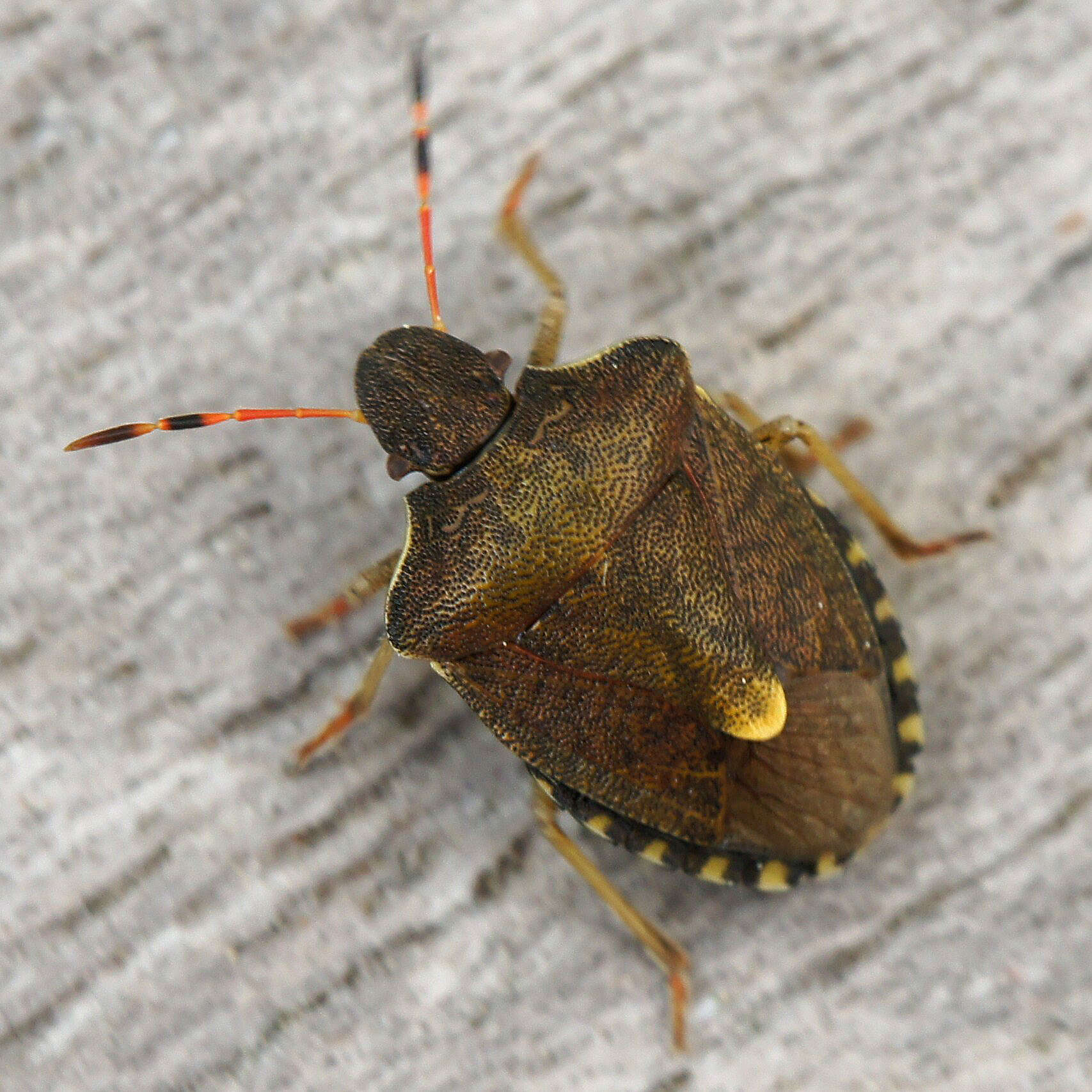 Image of Vernal Shieldbug