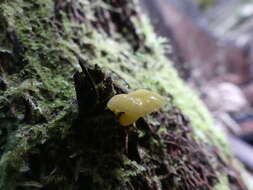 Imagem de Hygrocybe chromolimonea (G. Stev.) T. W. May & A. E. Wood 1995