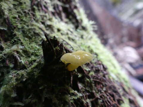 Hygrocybe chromolimonea (G. Stev.) T. W. May & A. E. Wood 1995的圖片