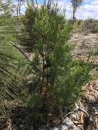 Image of Illawara Mountain Pine