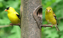 Image of American Goldfinch