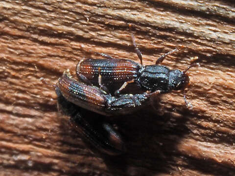Image of Bark beetle