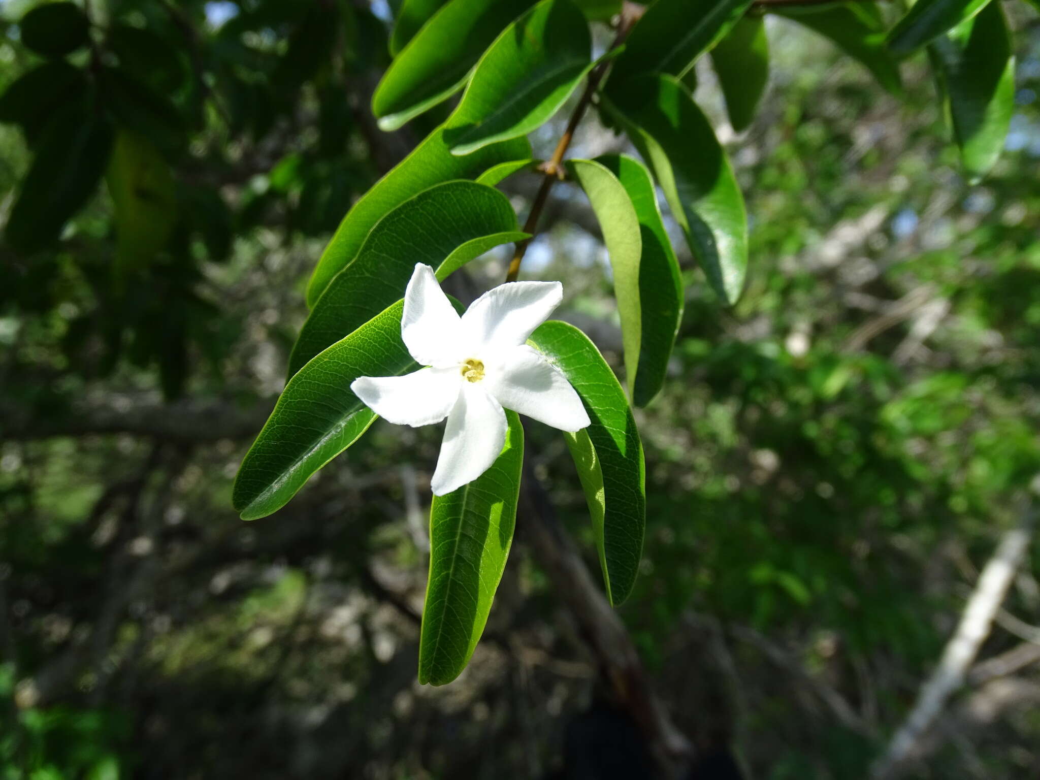 Image of Cameraria latifolia L.