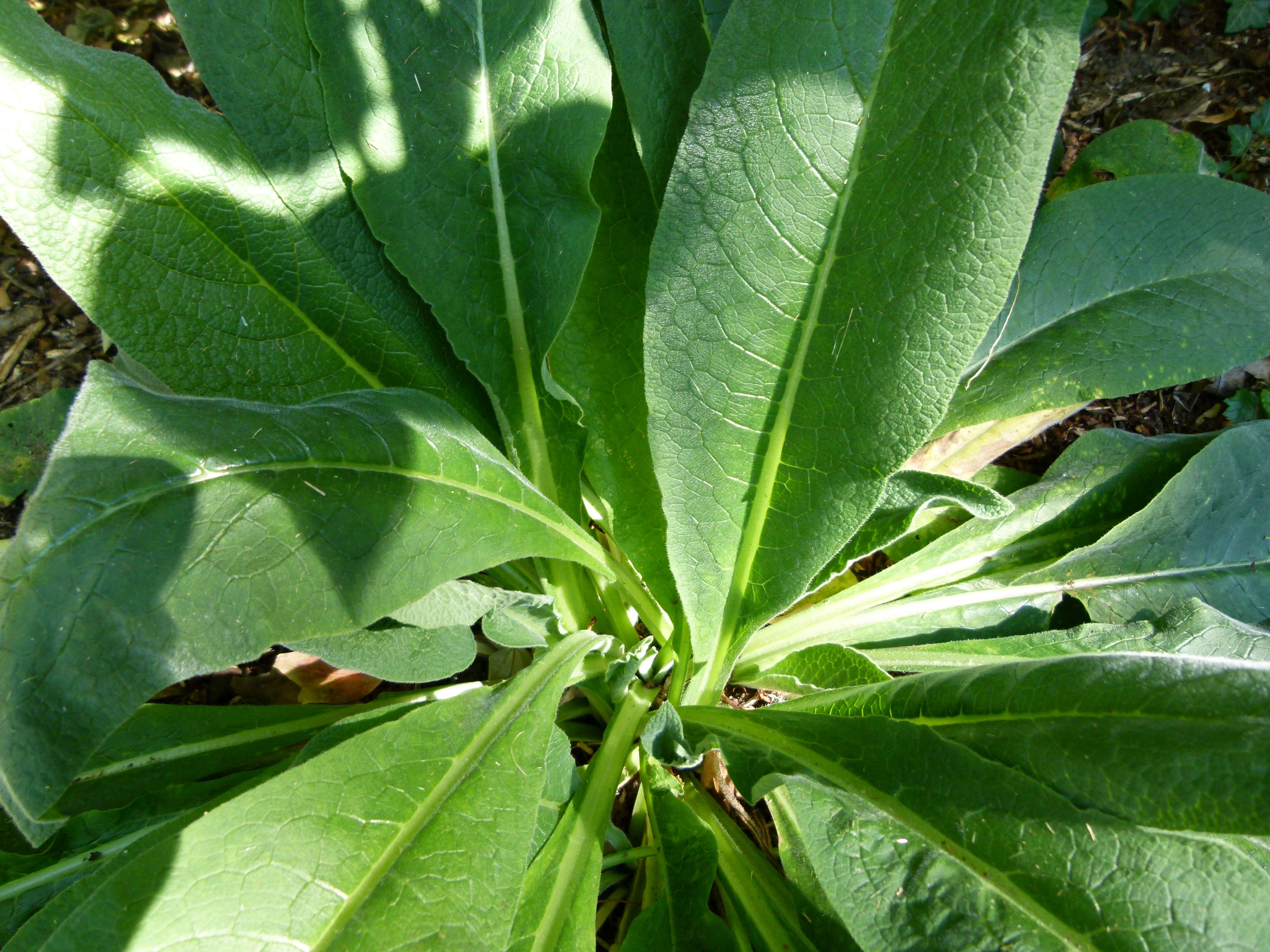 Image of boneset