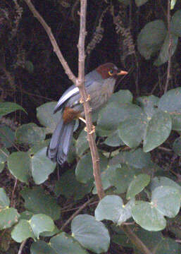 Image of Chestnut-hooded Laughingthrush