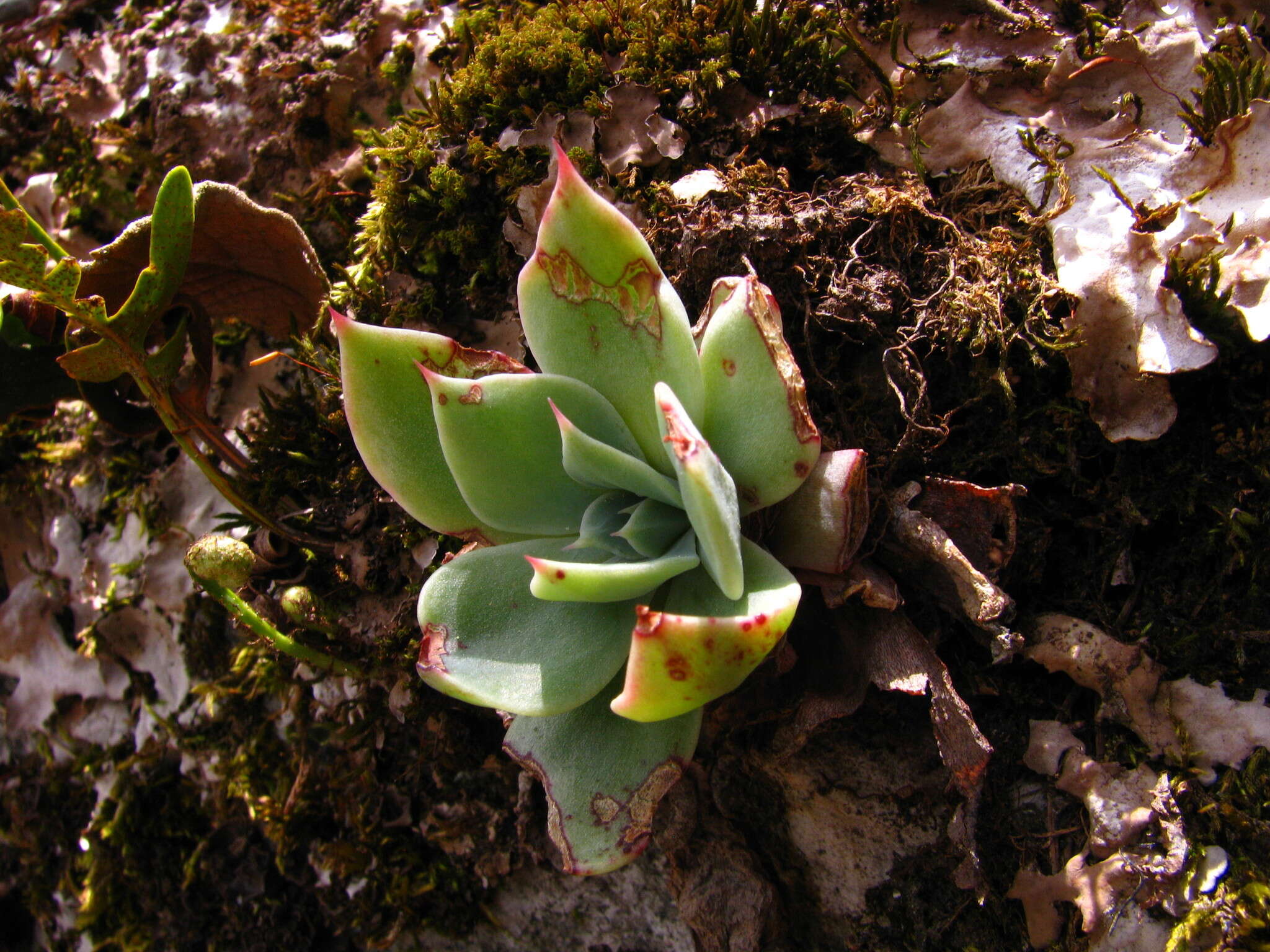 Image of hens and chicks