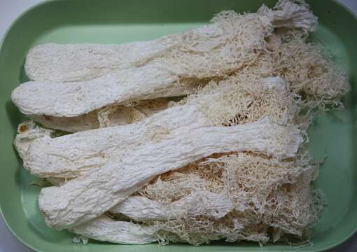 Image of Bridal veil stinkhorn