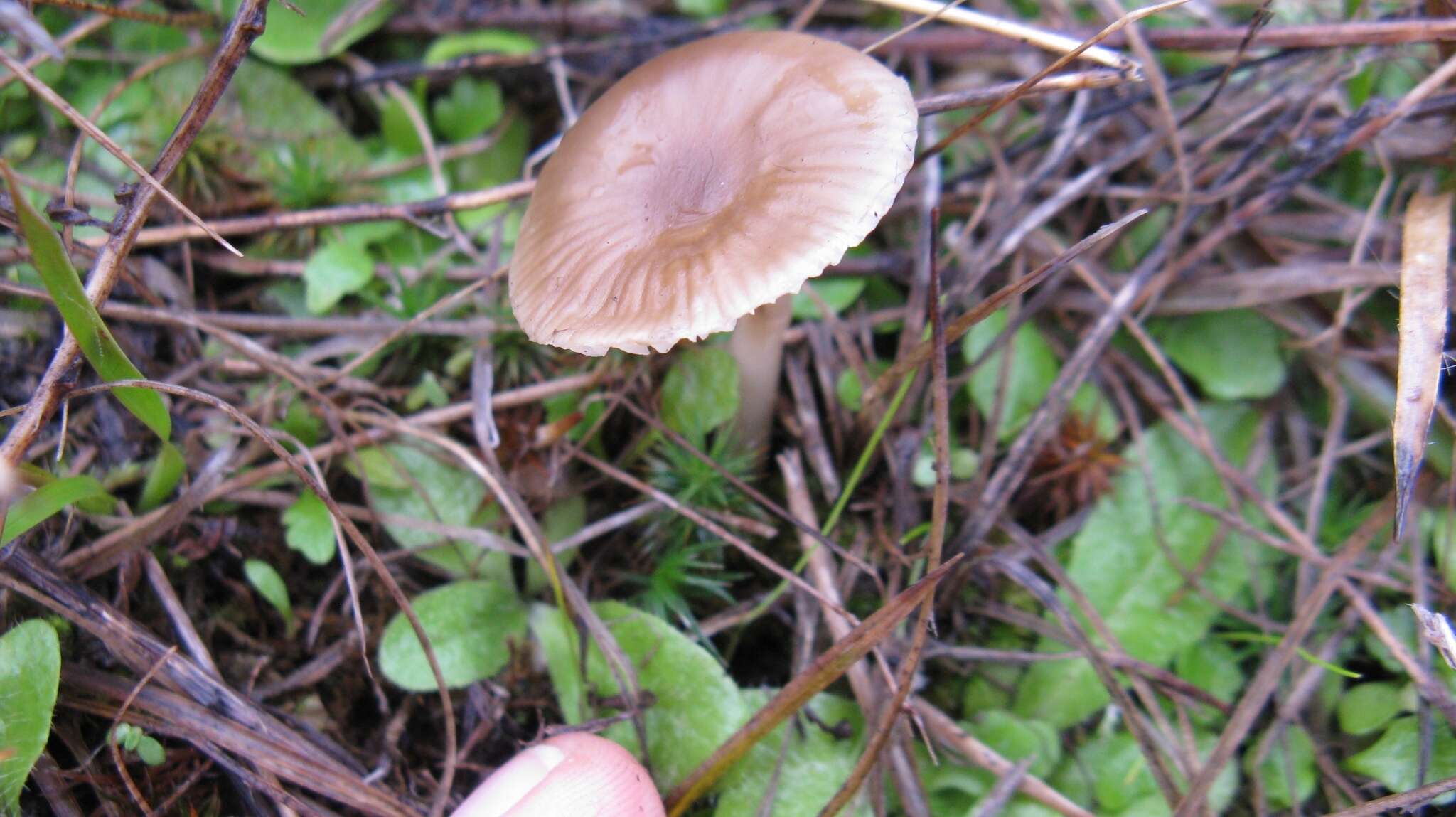 Image de Cuphophyllus recurvatus