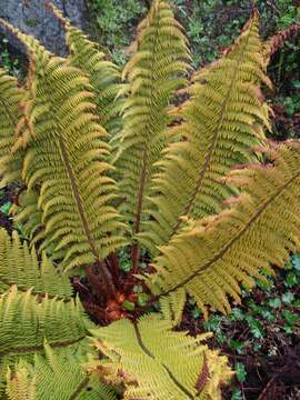 Image of Polystichum speciosissimum (A. Br. ex Kunze) Copel.