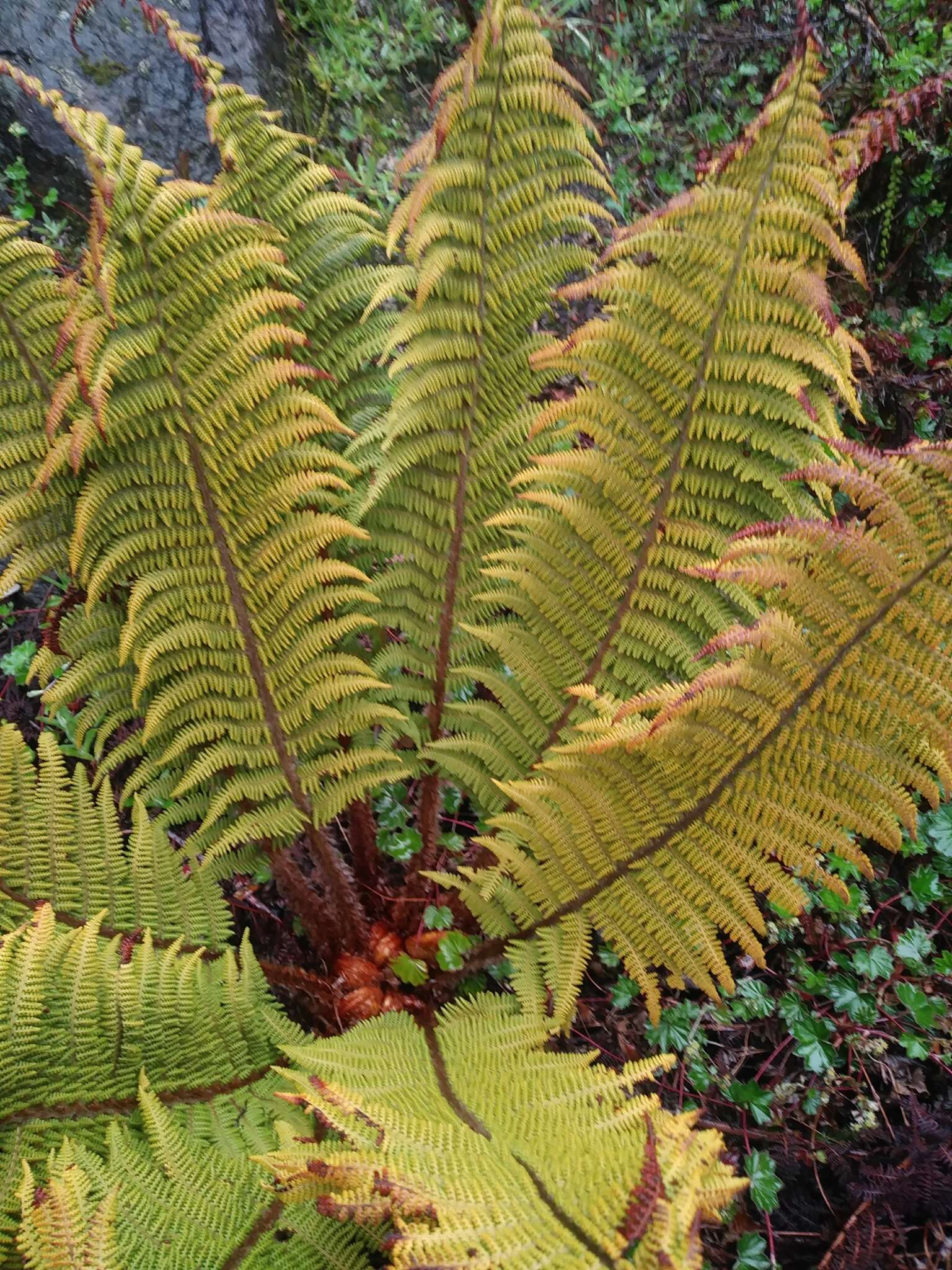 Image de Polystichum speciosissimum (A. Br. ex Kunze) Copel.