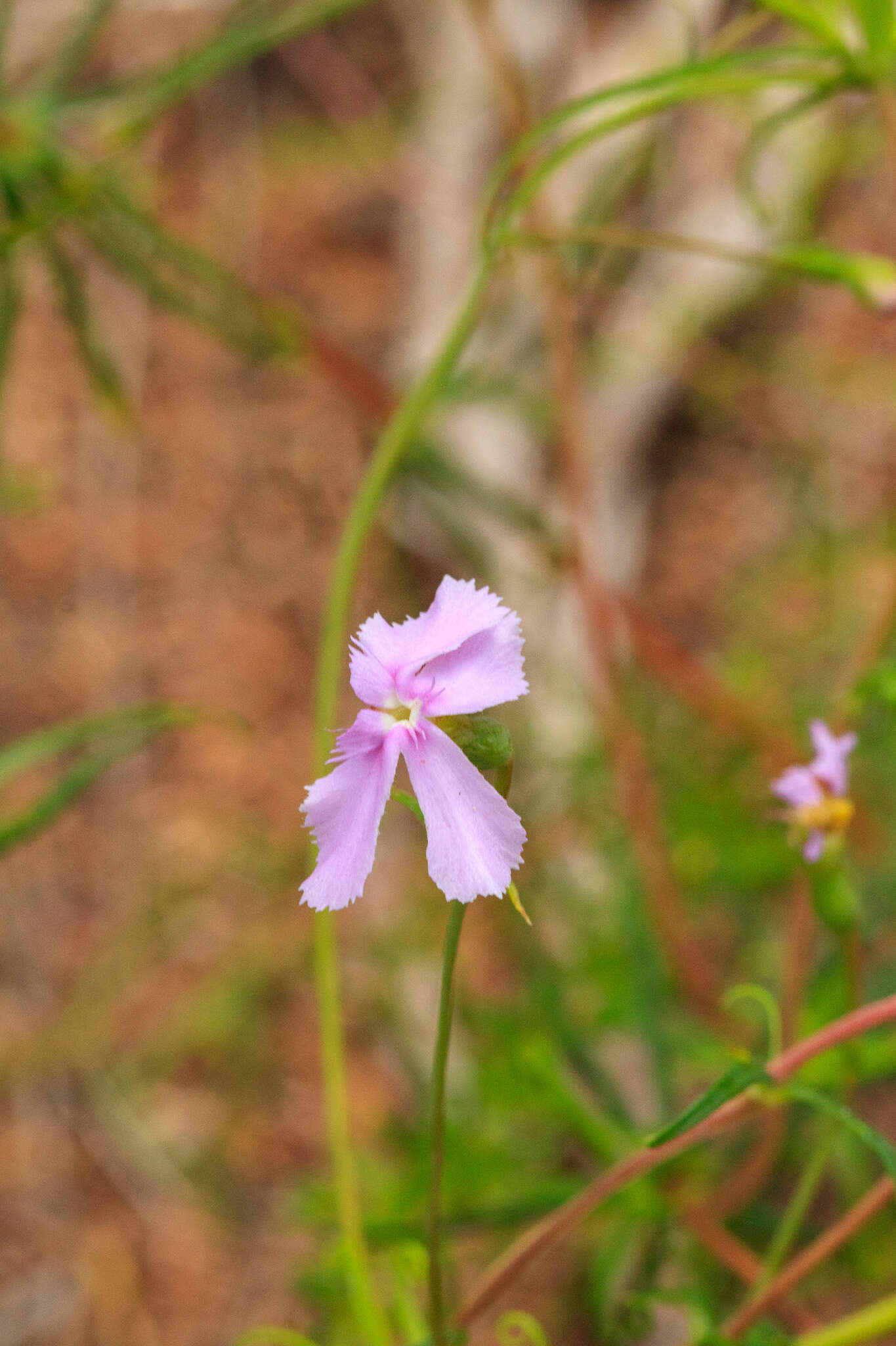 Image of Stylidium nymphaeum Wege