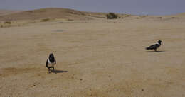 Image of Pied Crow