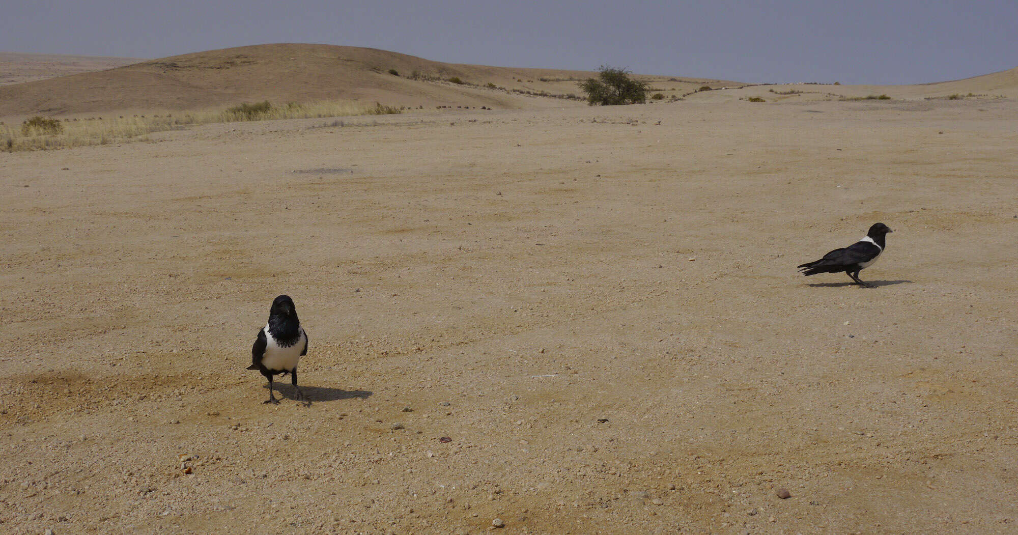 Image of Pied Crow