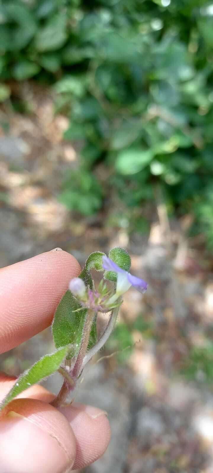 Imagem de Coccocypselum capitatum (Graham) C. B. Costa & Mamede