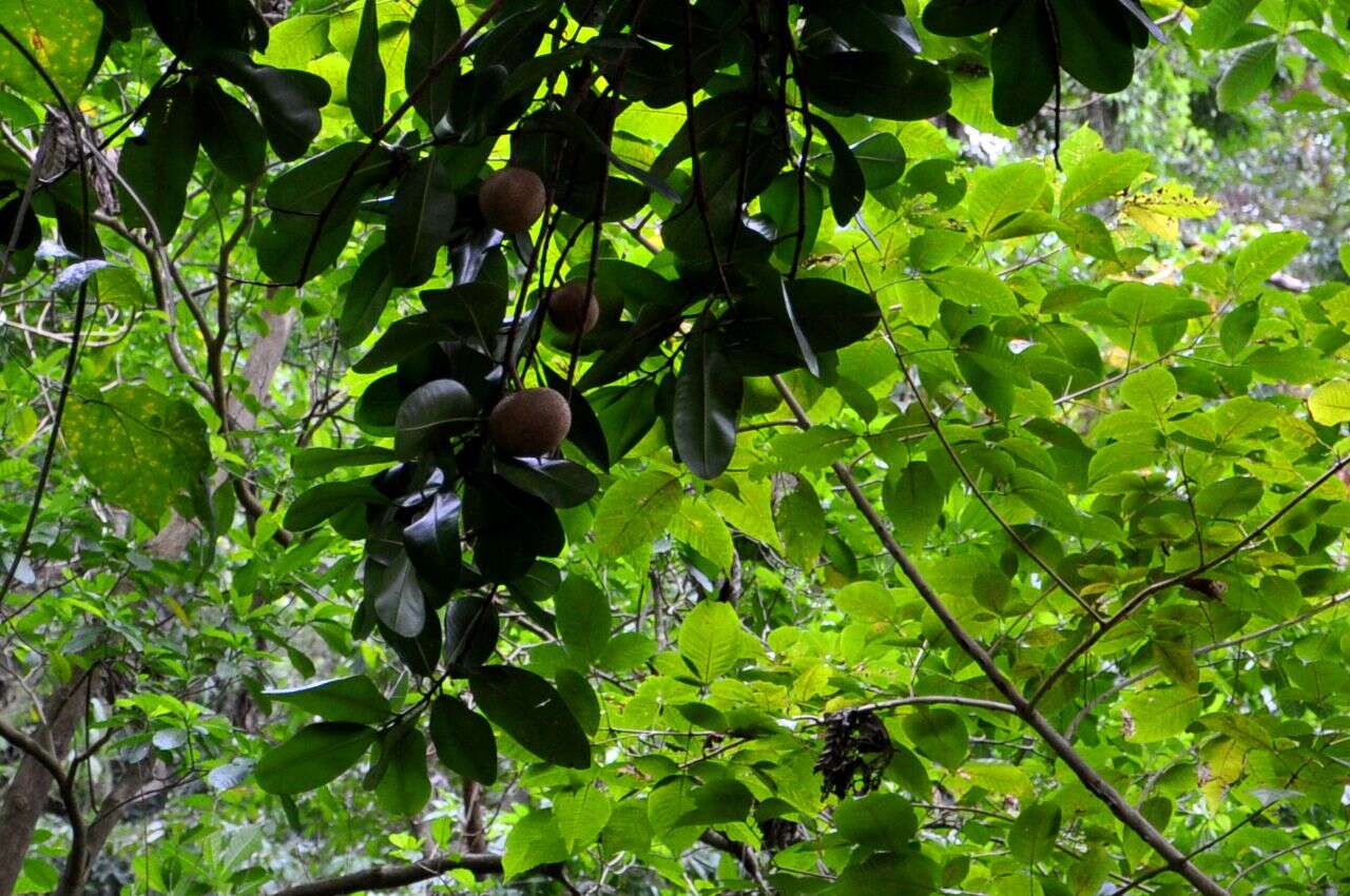 Image de Abricotier des Antilles