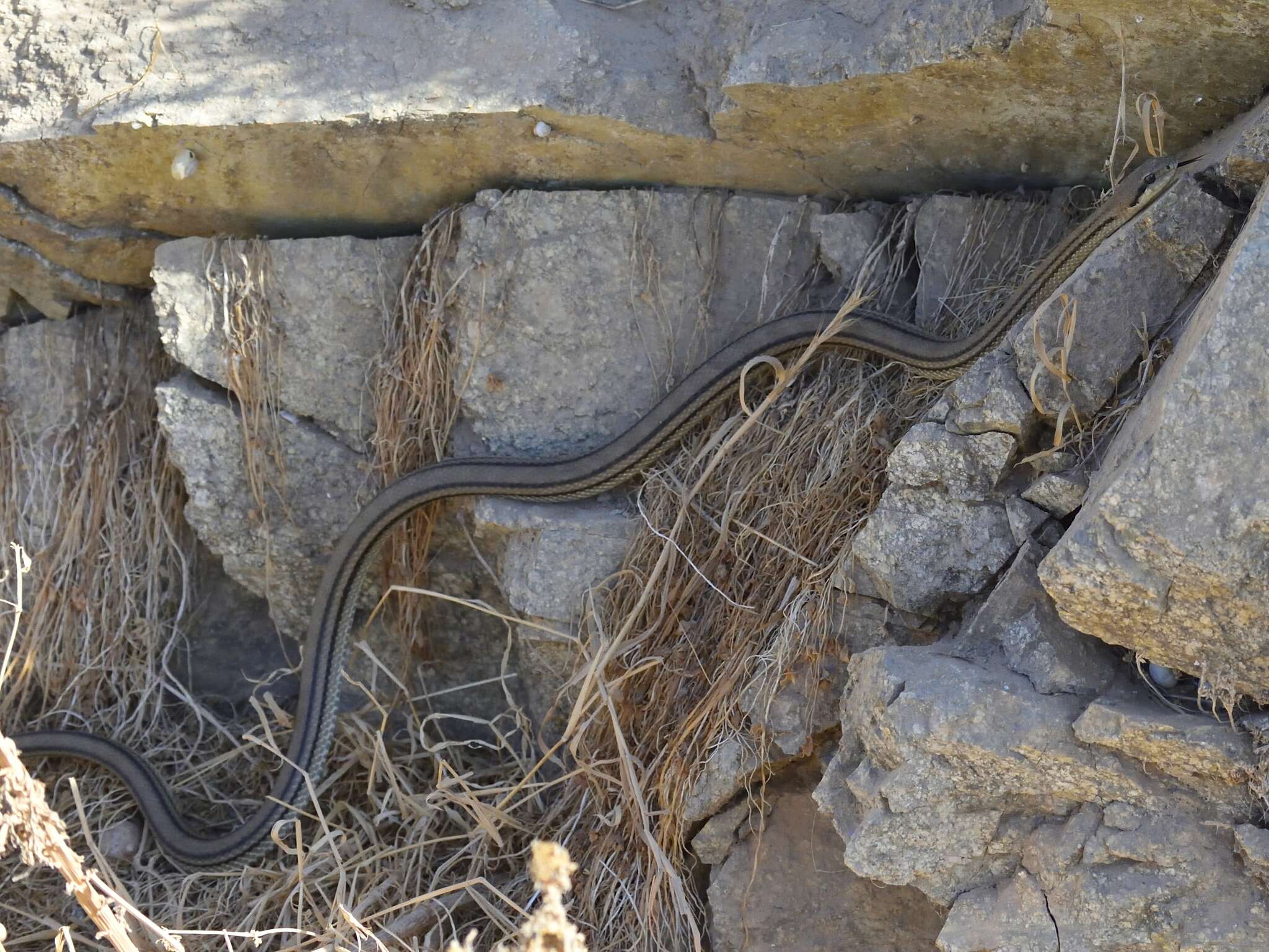 Image of Elaphe quatuorlineata muenteri (Bedriaga 1882)