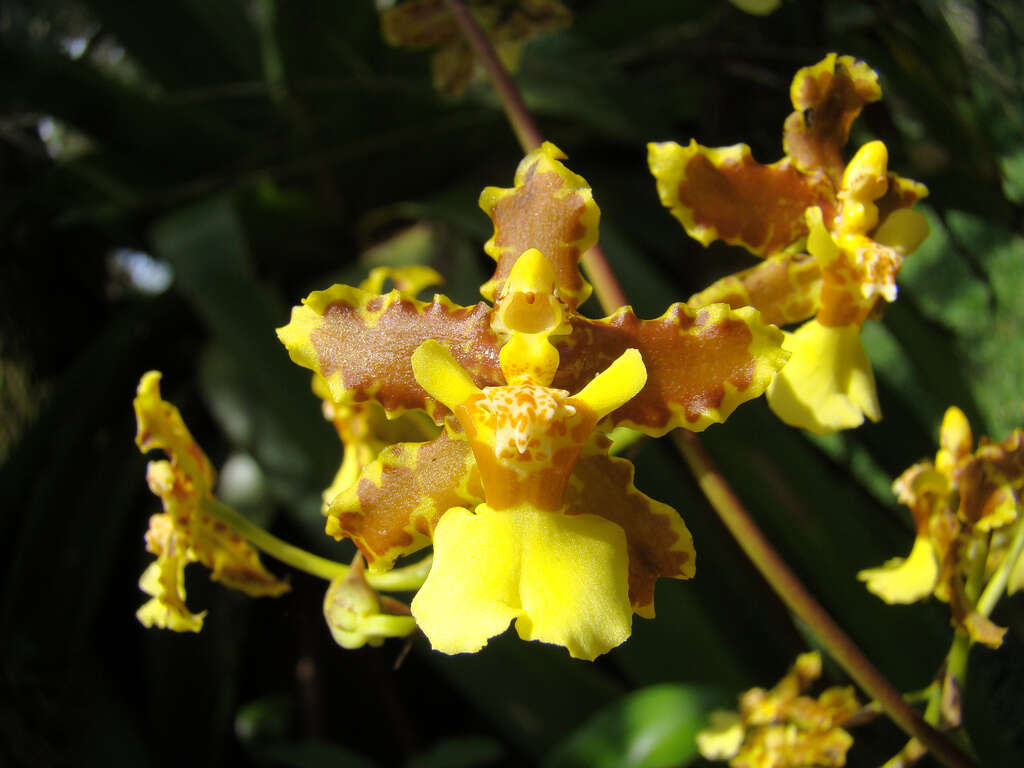 Image of Oncidium lineoligerum Rchb. fil. & Warsz.