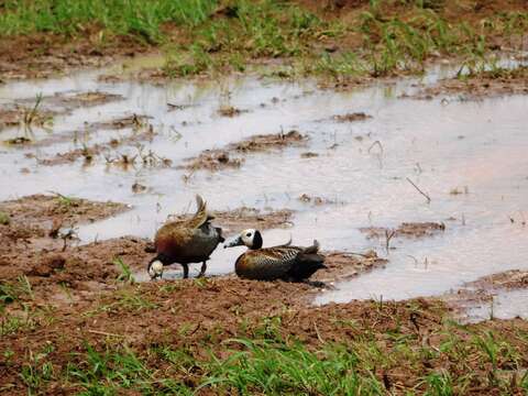 Image of White-faced Whistling Duck