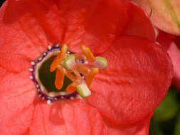 صورة Passiflora mixta L. fil.