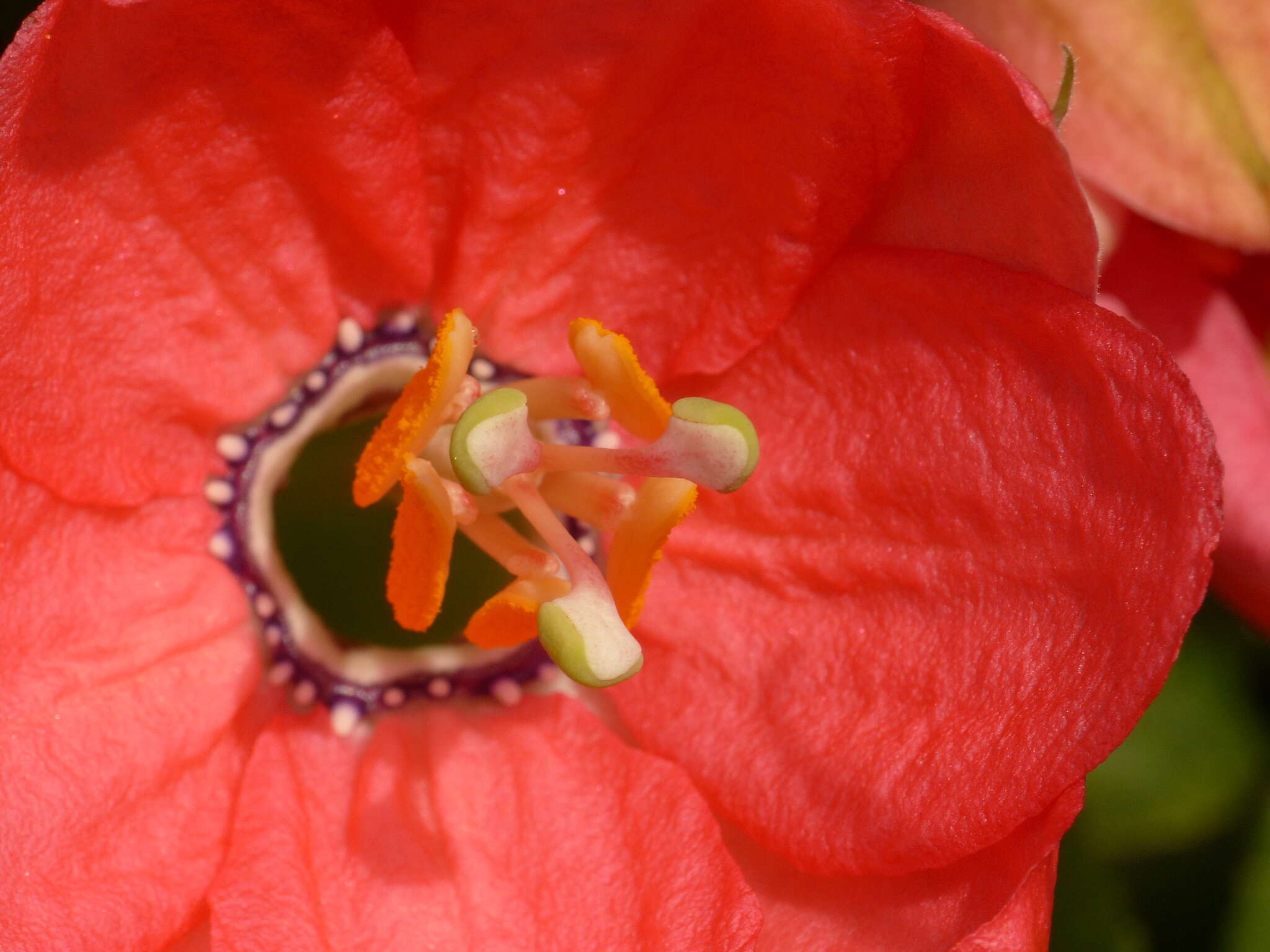 Image of passionflower