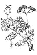 Image of coriander