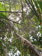 Image of Dypsis fibrosa (C. H. Wright) Beentje & J. Dransf.