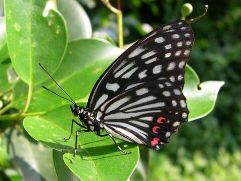 Plancia ëd Hestina assimilis Linnaeus 1758