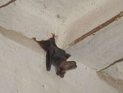 Image of Greater False Vampire Bat