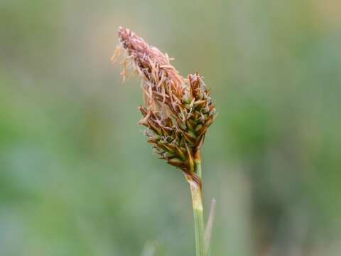 Image of spring-sedge