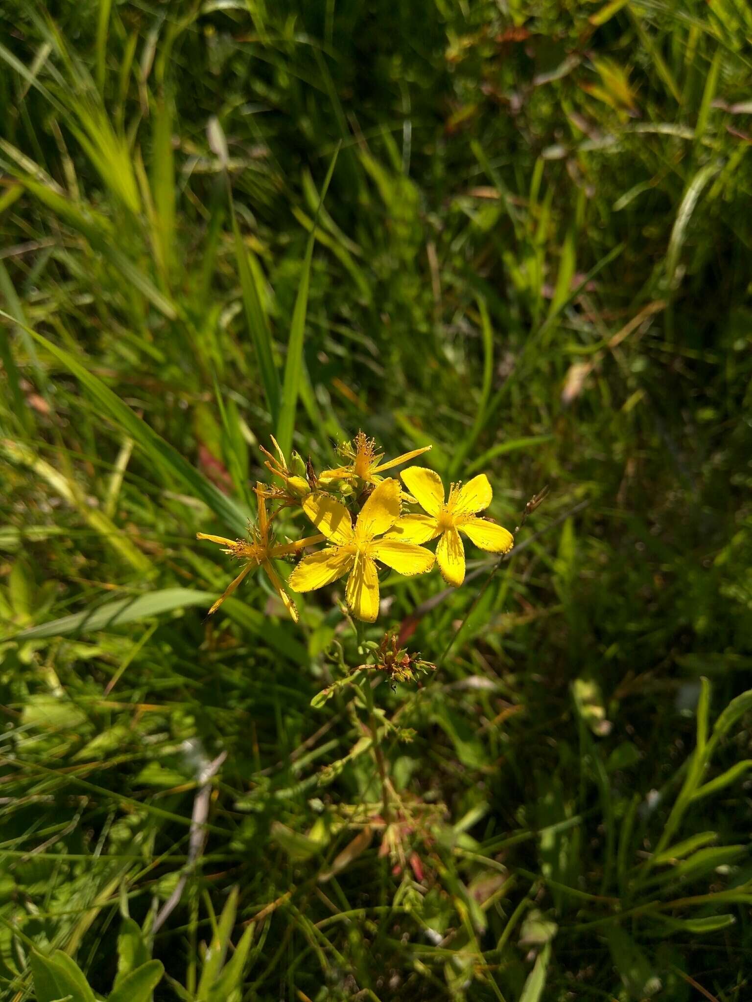 Image of St John's wort